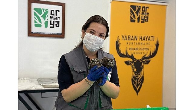 İtfaiyeden baykuş operasyonu